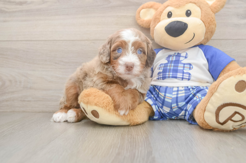 5 week old Mini Bernedoodle Puppy For Sale - Windy City Pups