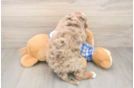 Best Mini Bernedoodle Baby