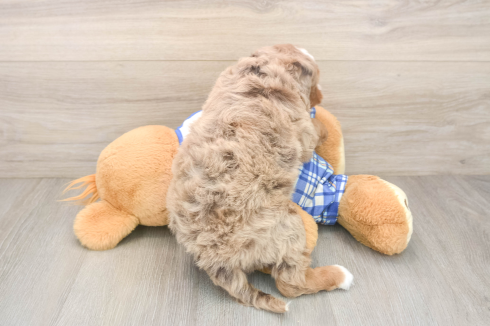 Best Mini Bernedoodle Baby
