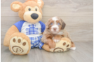 Best Mini Bernedoodle Baby