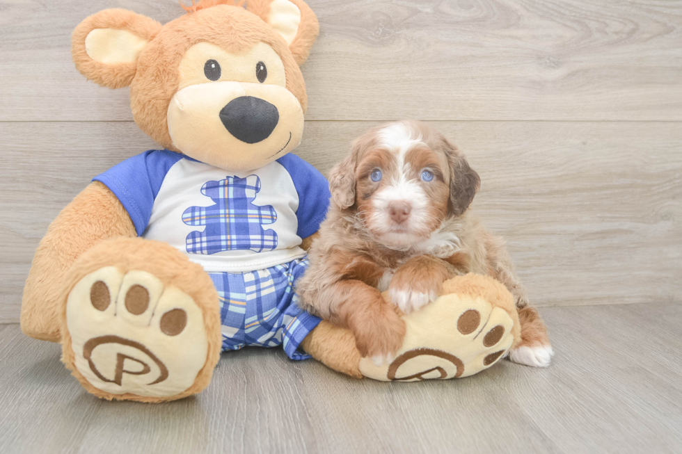 Best Mini Bernedoodle Baby