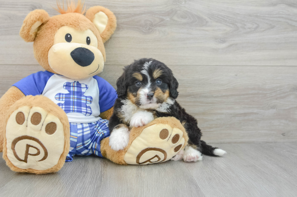 6 week old Mini Bernedoodle Puppy For Sale - Windy City Pups