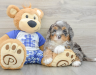 7 week old Mini Bernedoodle Puppy For Sale - Windy City Pups
