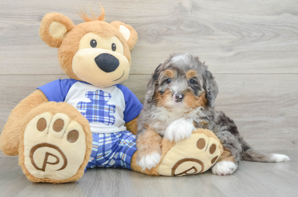 7 week old Mini Bernedoodle Puppy For Sale - Windy City Pups