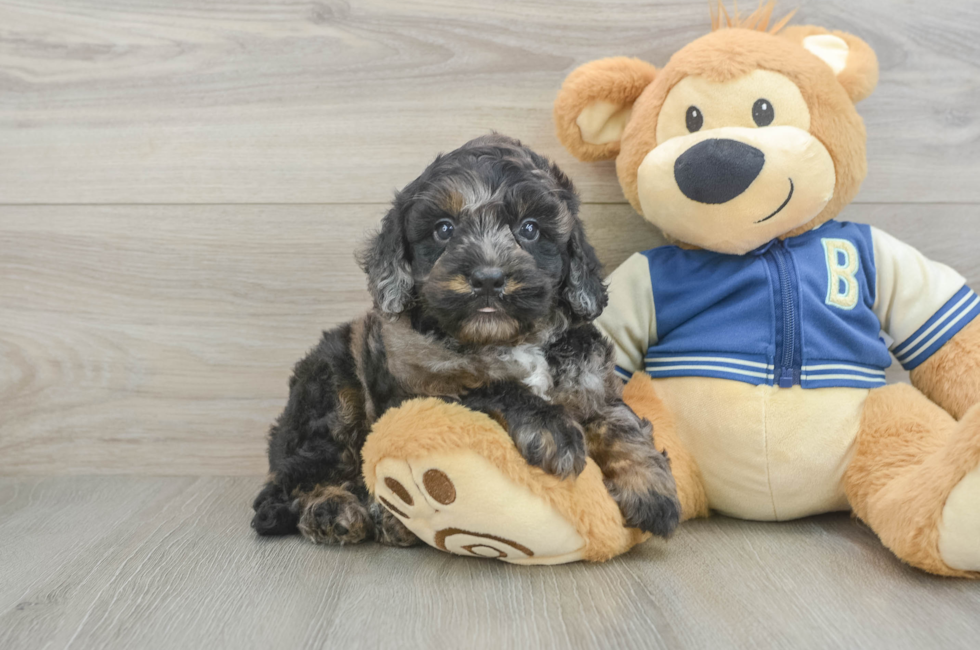5 week old Mini Bernedoodle Puppy For Sale - Windy City Pups