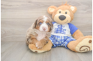 Smart Mini Bernedoodle Poodle Mix Pup