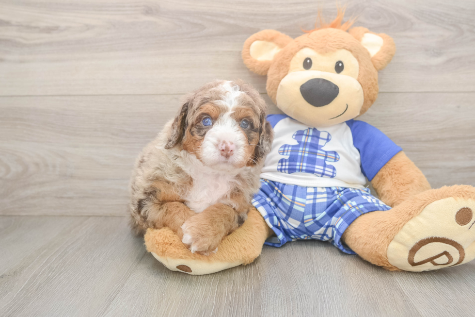 Smart Mini Bernedoodle Poodle Mix Pup