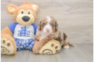 Mini Bernedoodle Pup Being Cute