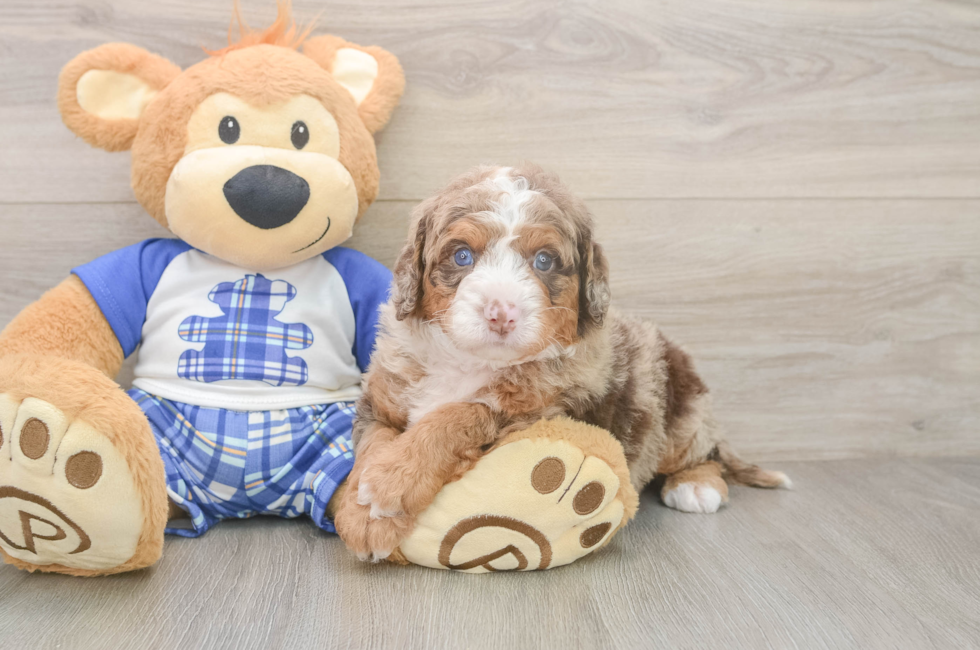 5 week old Mini Bernedoodle Puppy For Sale - Windy City Pups