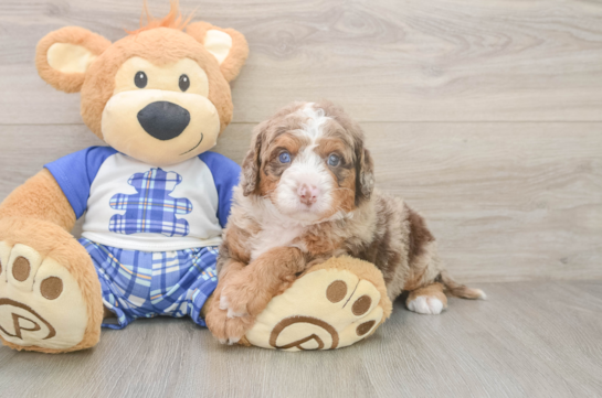 Mini Bernedoodle Pup Being Cute