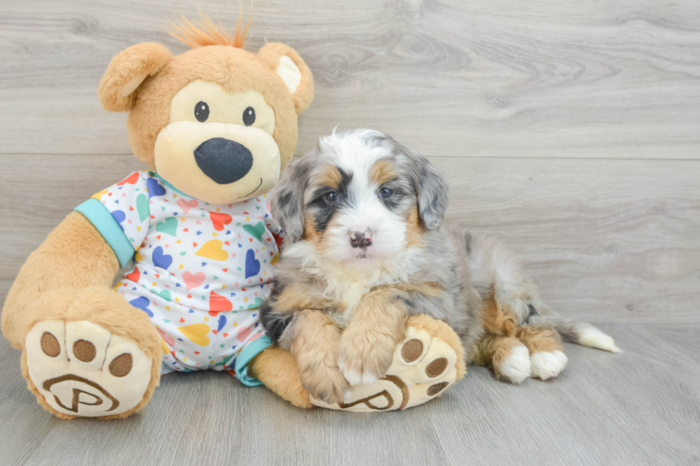 Smart Mini Bernedoodle Poodle Mix Pup