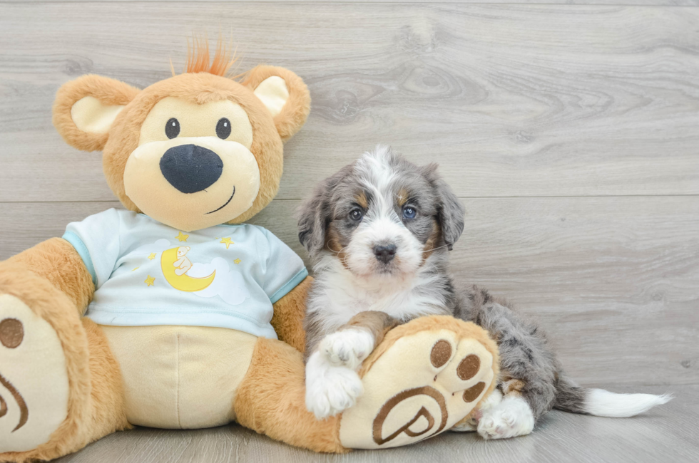 6 week old Mini Bernedoodle Puppy For Sale - Windy City Pups