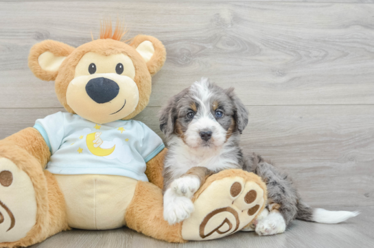 Best Mini Bernedoodle Baby