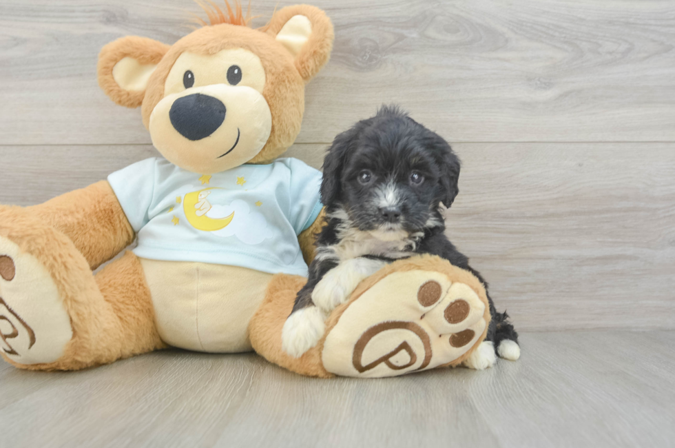 6 week old Mini Bernedoodle Puppy For Sale - Windy City Pups