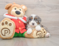 7 week old Mini Bernedoodle Puppy For Sale - Windy City Pups