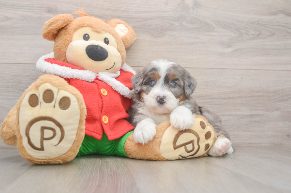6 week old Mini Bernedoodle Puppy For Sale - Windy City Pups