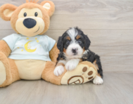 5 week old Mini Bernedoodle Puppy For Sale - Windy City Pups
