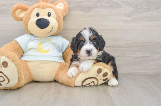 Mini Bernedoodle Pup Being Cute