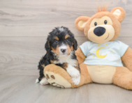 6 week old Mini Bernedoodle Puppy For Sale - Windy City Pups