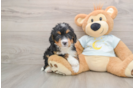 Mini Bernedoodle Puppy for Adoption