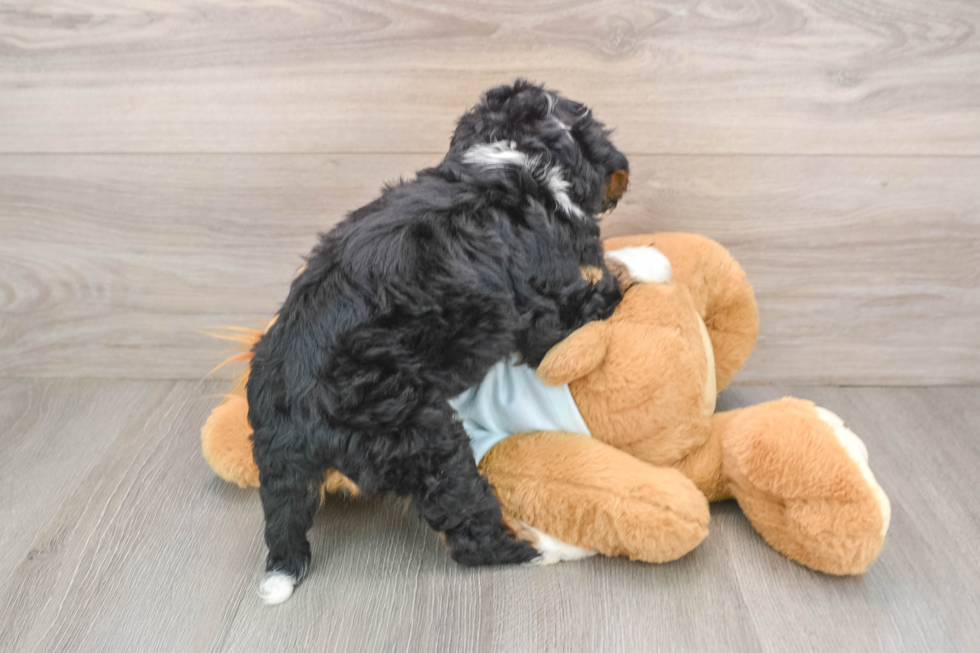 Playful Mini Berniedoodle Poodle Mix Puppy
