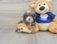 7 week old Mini Bernedoodle Puppy For Sale - Windy City Pups