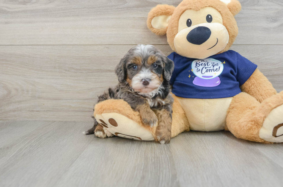 8 week old Mini Bernedoodle Puppy For Sale - Windy City Pups