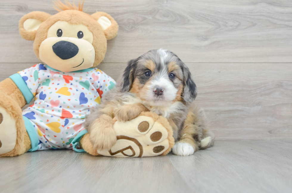 6 week old Mini Bernedoodle Puppy For Sale - Windy City Pups