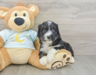 7 week old Mini Bernedoodle Puppy For Sale - Windy City Pups