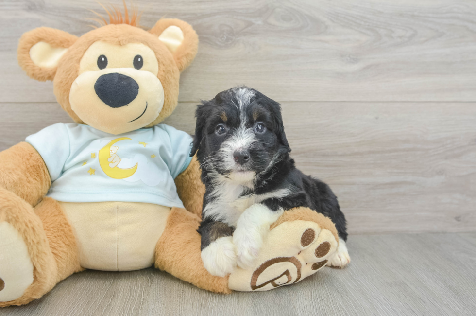 6 week old Mini Bernedoodle Puppy For Sale - Windy City Pups
