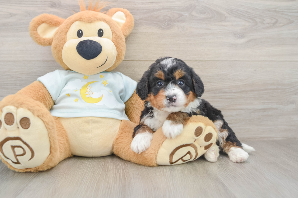 Mini Bernedoodle Puppy for Adoption