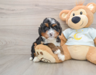 6 week old Mini Bernedoodle Puppy For Sale - Windy City Pups