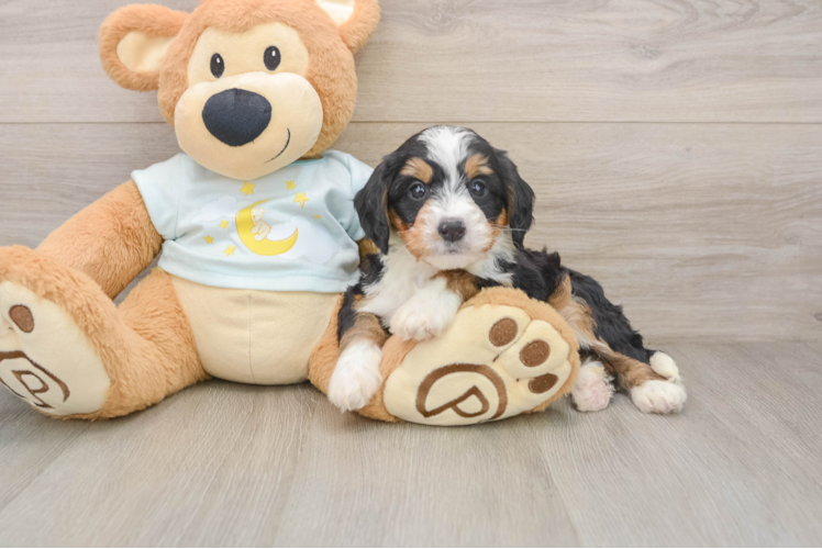 Mini Bernedoodle Puppy for Adoption