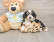 7 week old Mini Bernedoodle Puppy For Sale - Windy City Pups
