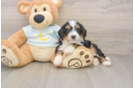 Mini Bernedoodle Puppy for Adoption