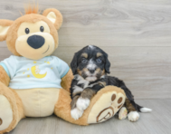 8 week old Mini Bernedoodle Puppy For Sale - Windy City Pups