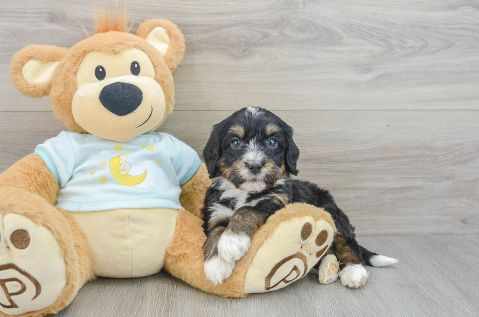 6 week old Mini Bernedoodle Puppy For Sale - Windy City Pups