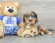 7 week old Mini Bernedoodle Puppy For Sale - Windy City Pups