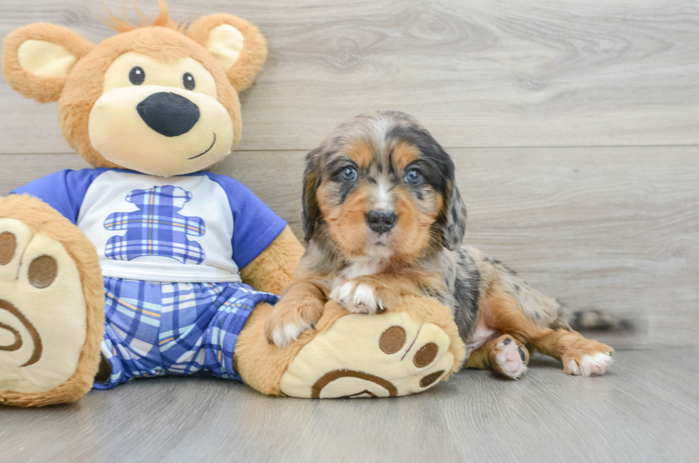 7 week old Mini Bernedoodle Puppy For Sale - Windy City Pups