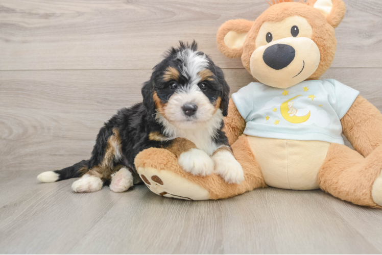 Small Mini Bernedoodle Baby
