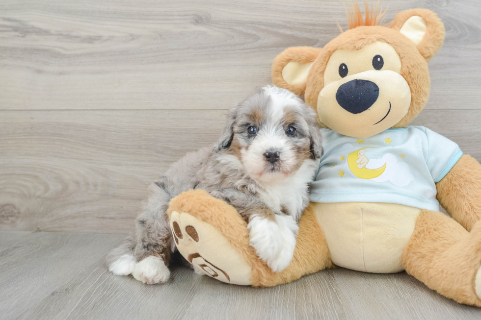 Petite Mini Bernedoodle Poodle Mix Pup