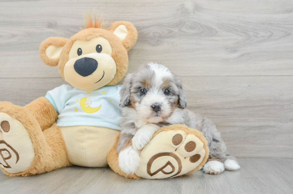 6 week old Mini Bernedoodle Puppy For Sale - Windy City Pups