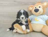 8 week old Mini Bernedoodle Puppy For Sale - Windy City Pups