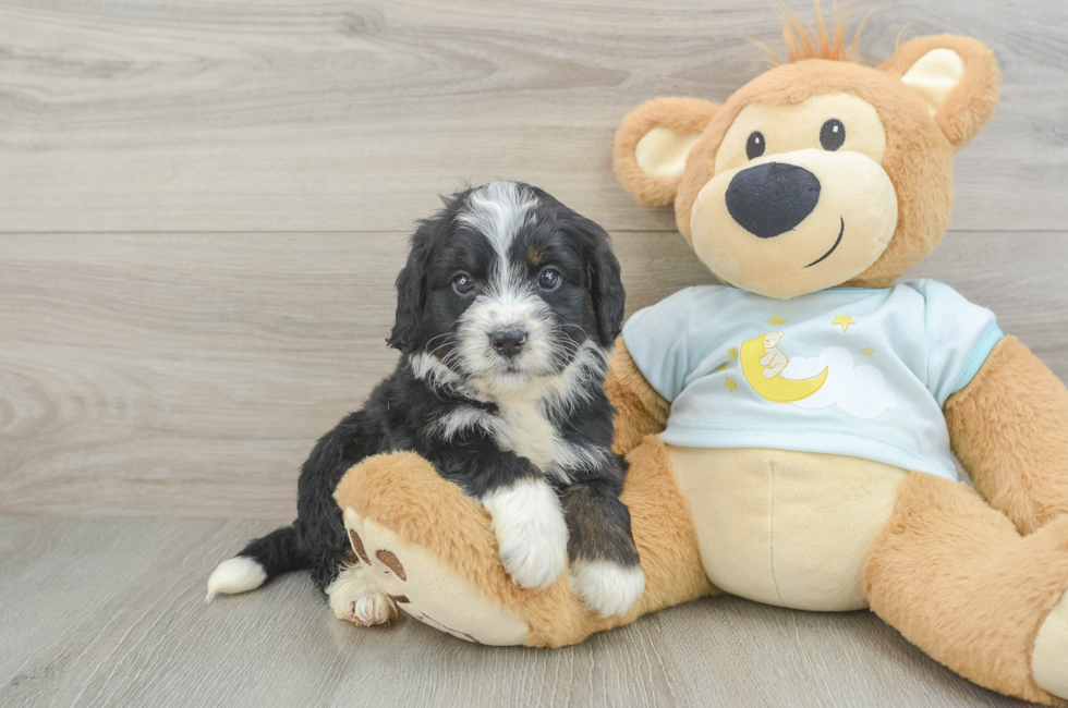 6 week old Mini Bernedoodle Puppy For Sale - Windy City Pups