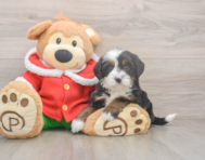 6 week old Mini Bernedoodle Puppy For Sale - Windy City Pups