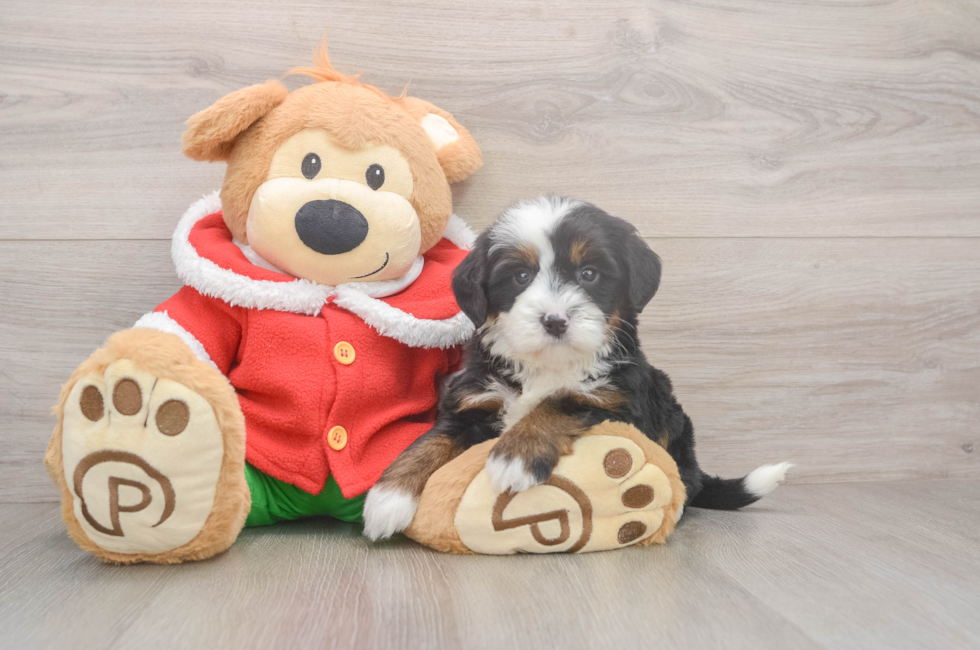 6 week old Mini Bernedoodle Puppy For Sale - Windy City Pups