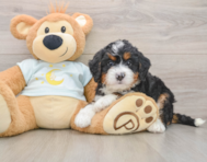 6 week old Mini Bernedoodle Puppy For Sale - Windy City Pups