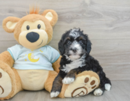 8 week old Mini Bernedoodle Puppy For Sale - Windy City Pups