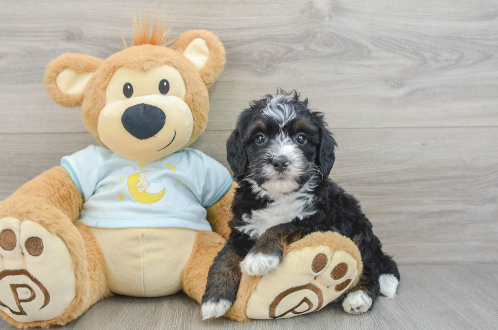 6 week old Mini Bernedoodle Puppy For Sale - Windy City Pups