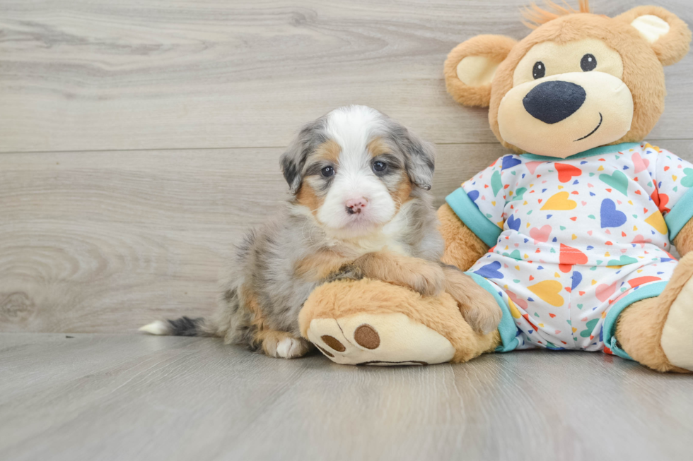 Mini Bernedoodle Puppy for Adoption